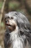 PETIT CHIEN LION 293